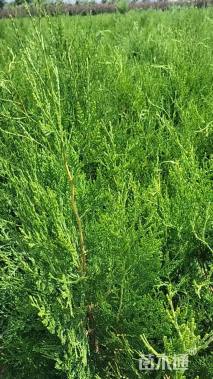 高度120厘米侧柏