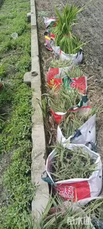 高度15厘米花叶芦苇