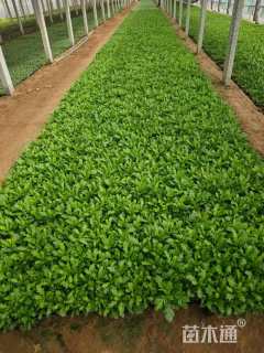 高度20厘米木春菊