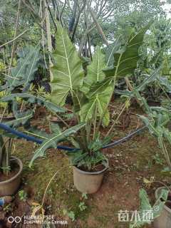 高度50厘米海芋