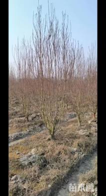 10公分龙柱碧桃