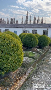 冠幅120厘米金冠女贞球