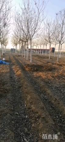 13公分栾树