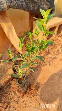 高度30厘米巴西野牡丹