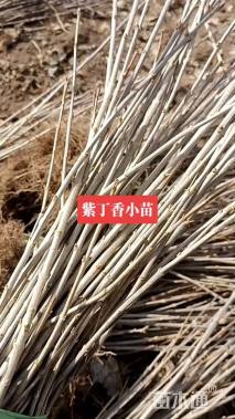 高度60厘米大叶紫丁香