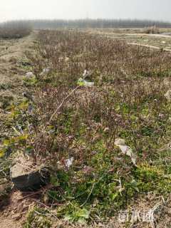 地栽苗月季小苗