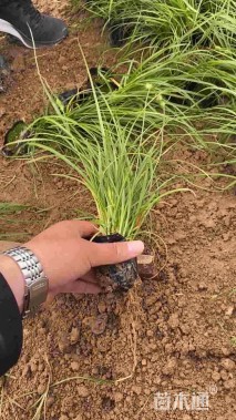 高度25厘米矮蒲苇