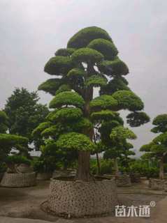 30公分日本罗汉松