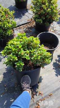 高度50厘米杜鹃