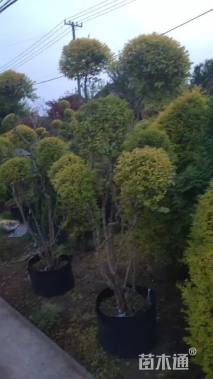 30公分(5杆)丛生朴树