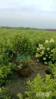 高度120厘米花叶锦带