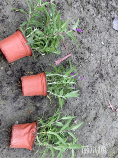 高度30厘米墨西哥鼠尾草
