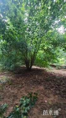 高度700厘米丛生三角枫