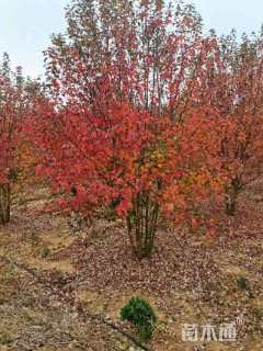 高度550厘米丛生美国红枫