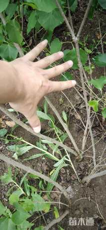 高度40厘米丁香小苗