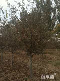 30公分垂丝海棠