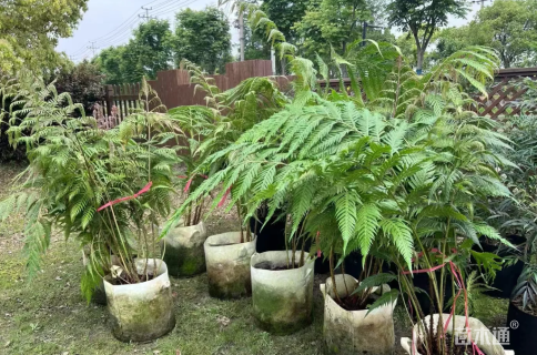 高度100厘米乌毛蕨