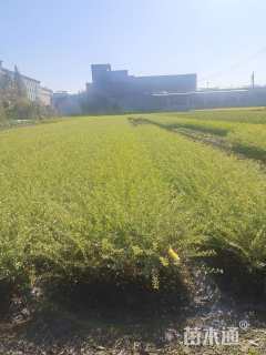 高度35厘米水腊