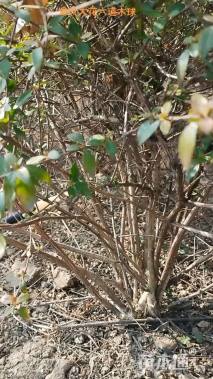 高度120厘米大花六道木