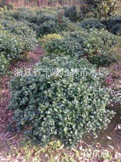 冠幅80厘米无刺枸骨球