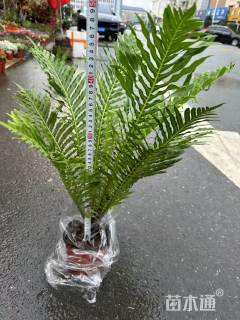 高度40厘米富贵蕨