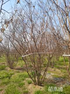 高度350厘米丛生紫薇