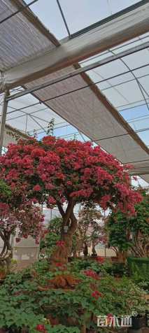 高度100厘米三角梅