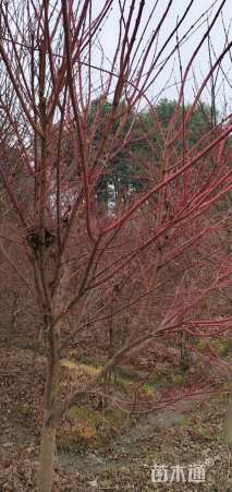 高度600厘米赤枫