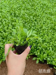 高度10厘米鼠尾草