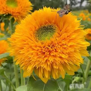 玩具熊向日葵种子向日葵种子