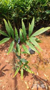 高度30厘米十大功劳