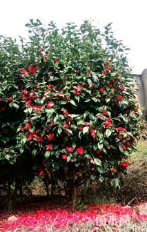 10公分六角大红