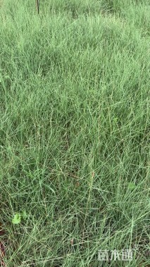 高度25厘米粉黛乱子草