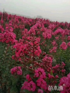 高度40厘米美国紫薇