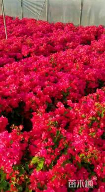 高度32厘米三角梅