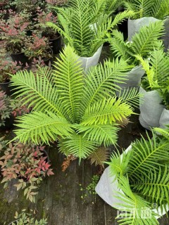 高度40厘米富贵蕨