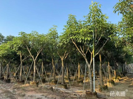 18公分红花风铃木