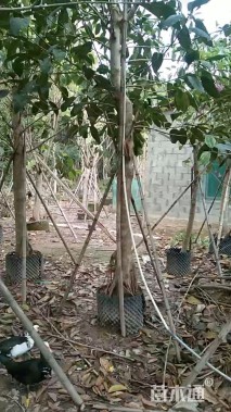 高度30厘米海桐