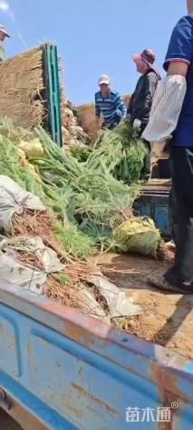 高度100厘米油松小苗