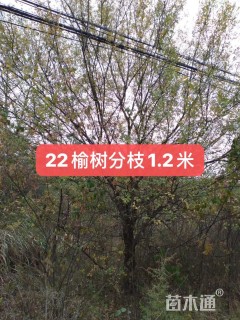 22公分榆树