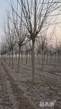 15公分金叶复叶槭