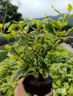 高度20厘米金边假连翘