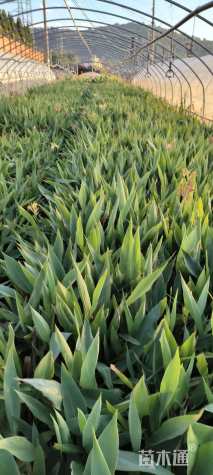 高度60厘米美人蕉