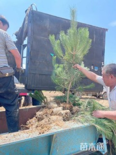 高度100厘米油松