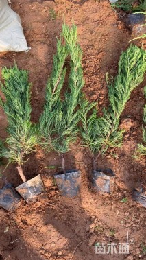 高度70厘米龙柏