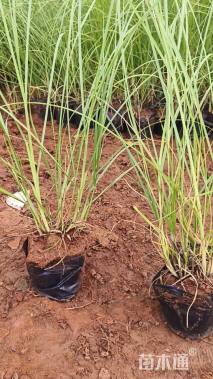 高度30厘米小兔子狼尾草