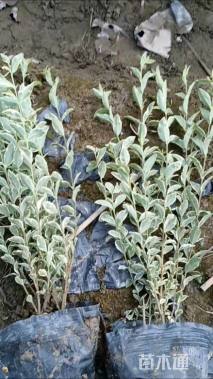 高度40厘米银姬小蜡