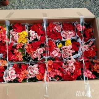 高度25厘米丽格海棠