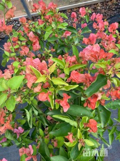 高度40厘米三角梅