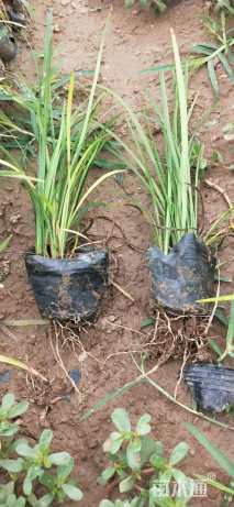 高度15厘米麦冬